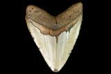 Fossil Megalodon Tooth - North Carolina #124454-2